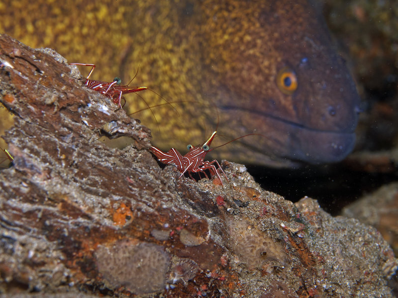Moray eel, Boxer Shrimp, Sabang Wreck